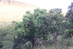 Cussonia natalensis