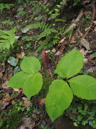 Japanese Jack-in-the-Pulpit