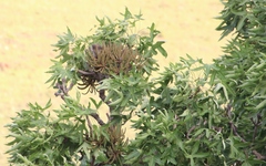Cussonia natalensis