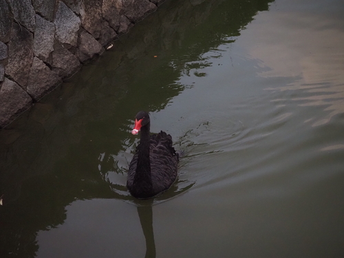Black Swan