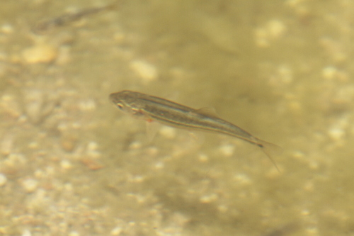Sonora chub (Gila ditaenia) — Cyprinidae — 5