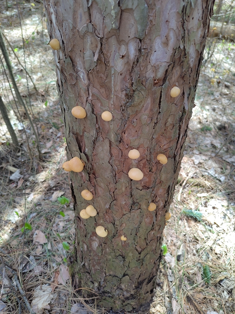 Cryptoporus volvatus · May 2026 · photo: © brettpim (iNaturalist, cc-by-sa)