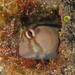 Crested Blenny - Photo (c) tangatawhenua, some rights reserved (CC BY-NC), uploaded by tangatawhenua