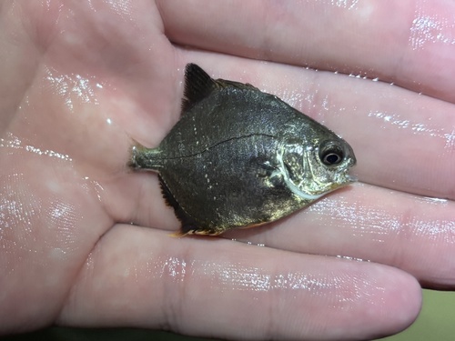 Trachinotus falcatus