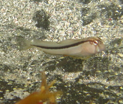 Parablennius laticlavius