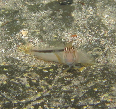 Parablennius laticlavius