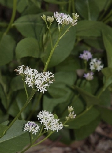 Knoxia sumatrensis iNat (3)