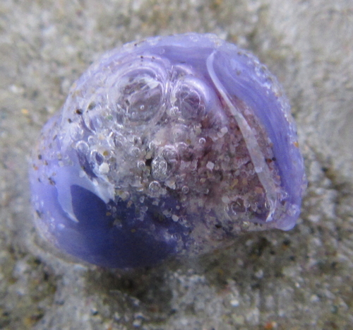 Violet Globe Snail