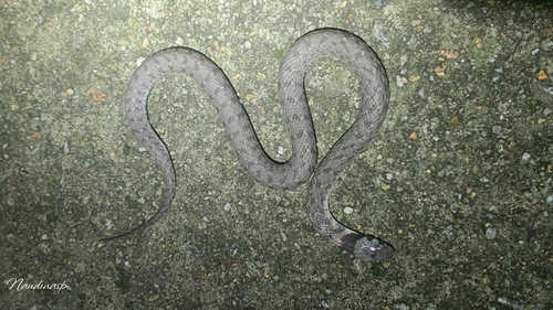 Angel’s Keelback