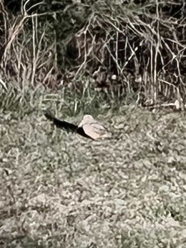 American Woodcock observed by sequoiasemperviren