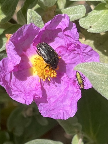 Avistamiento Cistus albidus