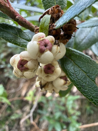 Gaultheria appressa observed 2026-04-29
