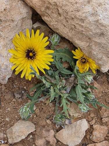 False Sow-thistle