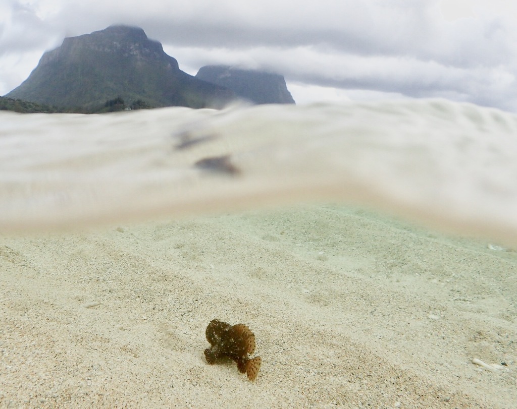 Photo of Striated frogfish (Antennarius striatus)