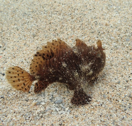 Striated frogfish (Antennarius striatus) — Antennariidae — 2