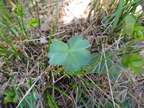 Alchemilla flabellata