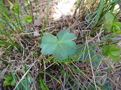 Alchemilla flabellata