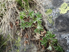 Alchemilla saxatilis