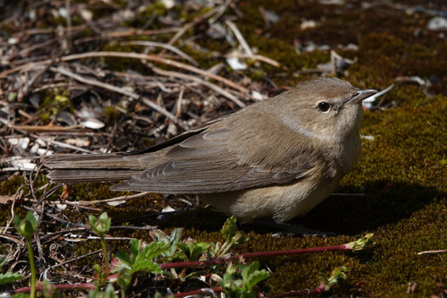 Garden Warbler