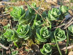 Hylotelephium telephium