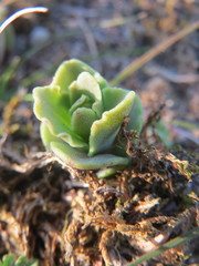 Hylotelephium telephium