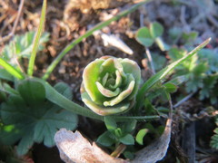 Hylotelephium telephium