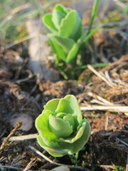 Hylotelephium telephium