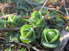 Hylotelephium telephium