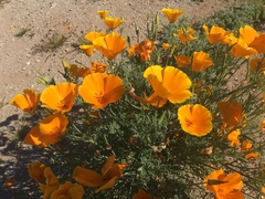 Eschscholzia californica californica