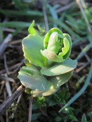 Hylotelephium telephium