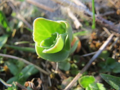 Hylotelephium telephium