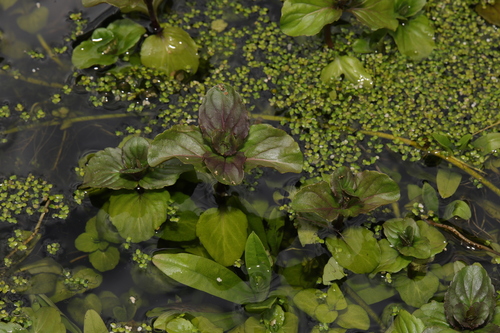 Mentha aquatica