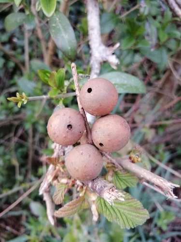 Oak Marble Gall Wasp