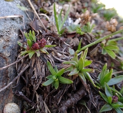 Plantago alpina