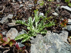 Jacobaea incana