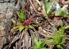Plantago alpina