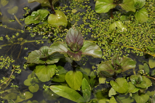 Mentha aquatica