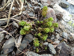 Sedum alpestre