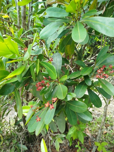 Campylospermum obtusifolium
