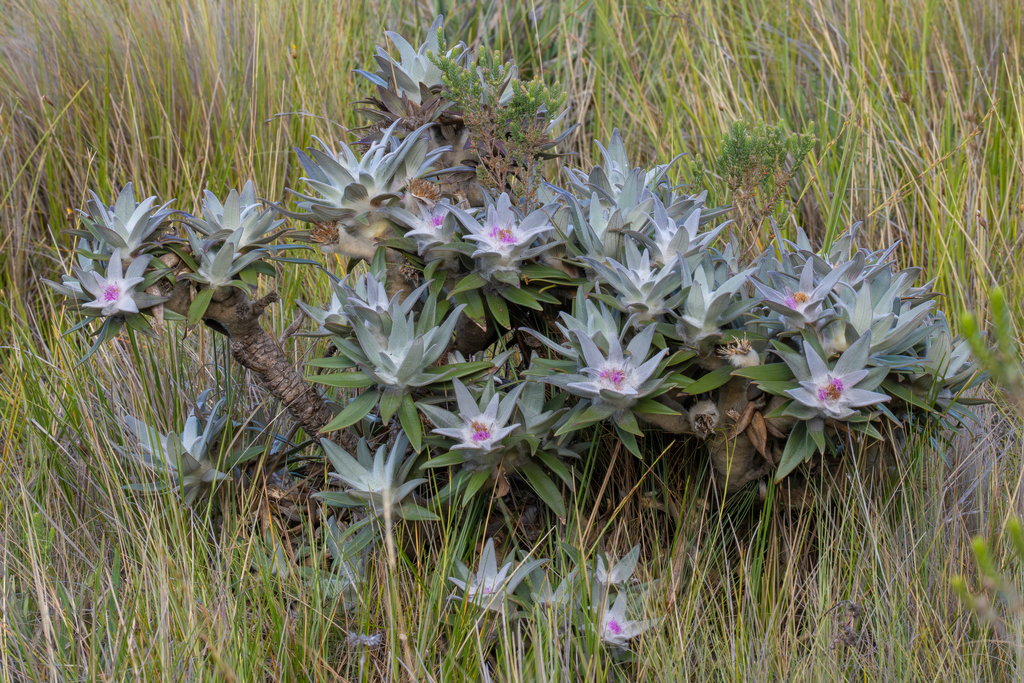 Lychnocephalus sellovii (Lychnocephalus sellovii)