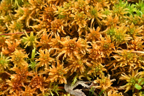 Sphagnum contortum observed 2026-05-09