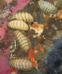 Ischnochiton maorianus