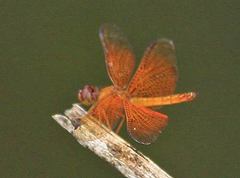 Perithemis parzefalli