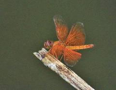 Perithemis parzefalli