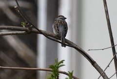Spizella passerina passerina