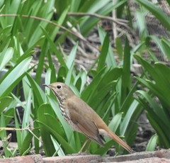 Catharus guttatus