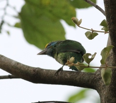 Psilopogon flavifrons