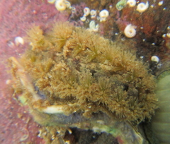 Acanthochitona zelandica