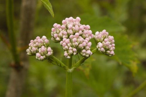 Valeriana stolonifera, photograph 6