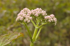 Valeriana stolonifera, photograph (c) Bobo-X, some rights reserved (CC BY)